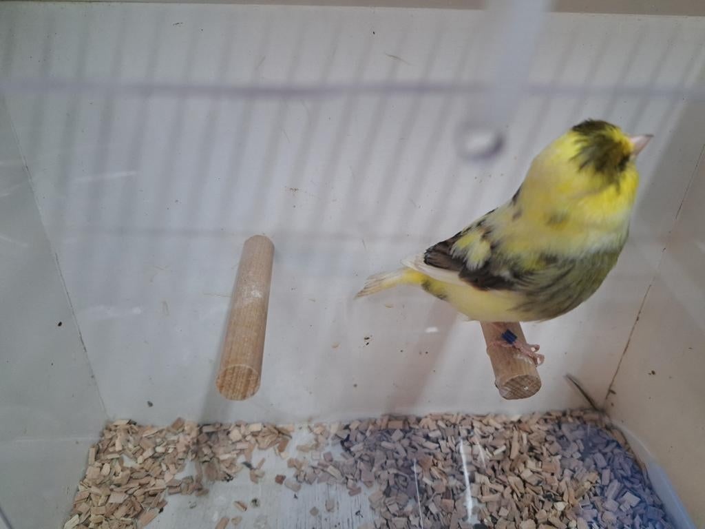 2 VAN GOEDE KWALITEIT GLOSTERS, Dieren en Toebehoren, Vogels | Kanaries, Mannelijk