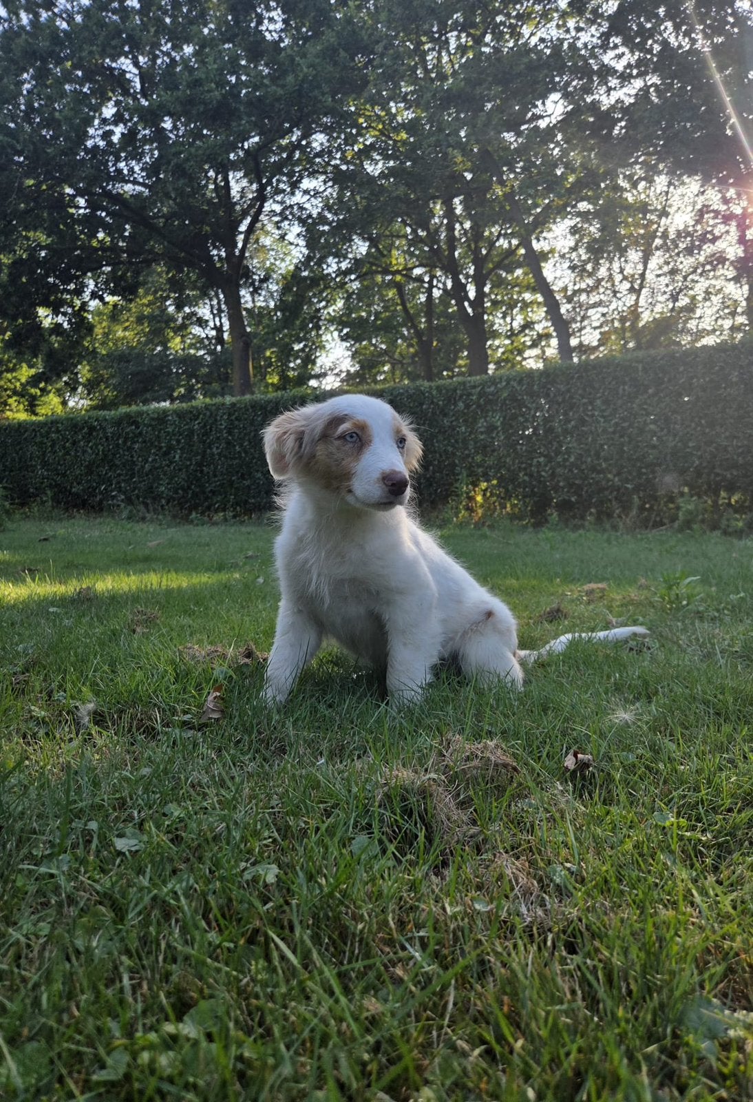 Lieve dove border collie pup, 15 weken tot 1 jaar, Teef, Collie, CDV (hondenziekte)