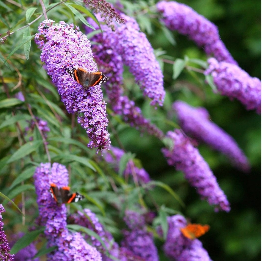 Biologische Vlinderstruik (Buddleja) - ca. 60 cm hoog, Volle zon, Vaste plant, Zomer, Ophalen