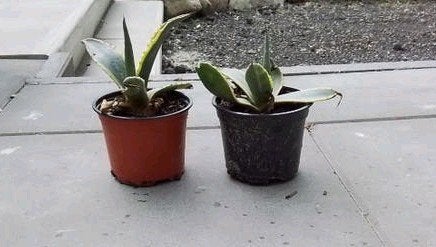 Stekken van Agave, Ophalen of Verzenden, Bloeit niet, Overige soorten, Volle zon