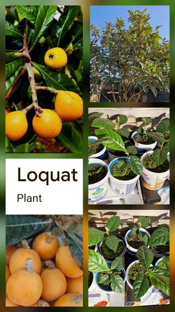 Te koop, laatste kans! nispero/ loquat nog 5 st.., Ophalen, Zo goed als nieuw, Tuinieren en Tuinplanten