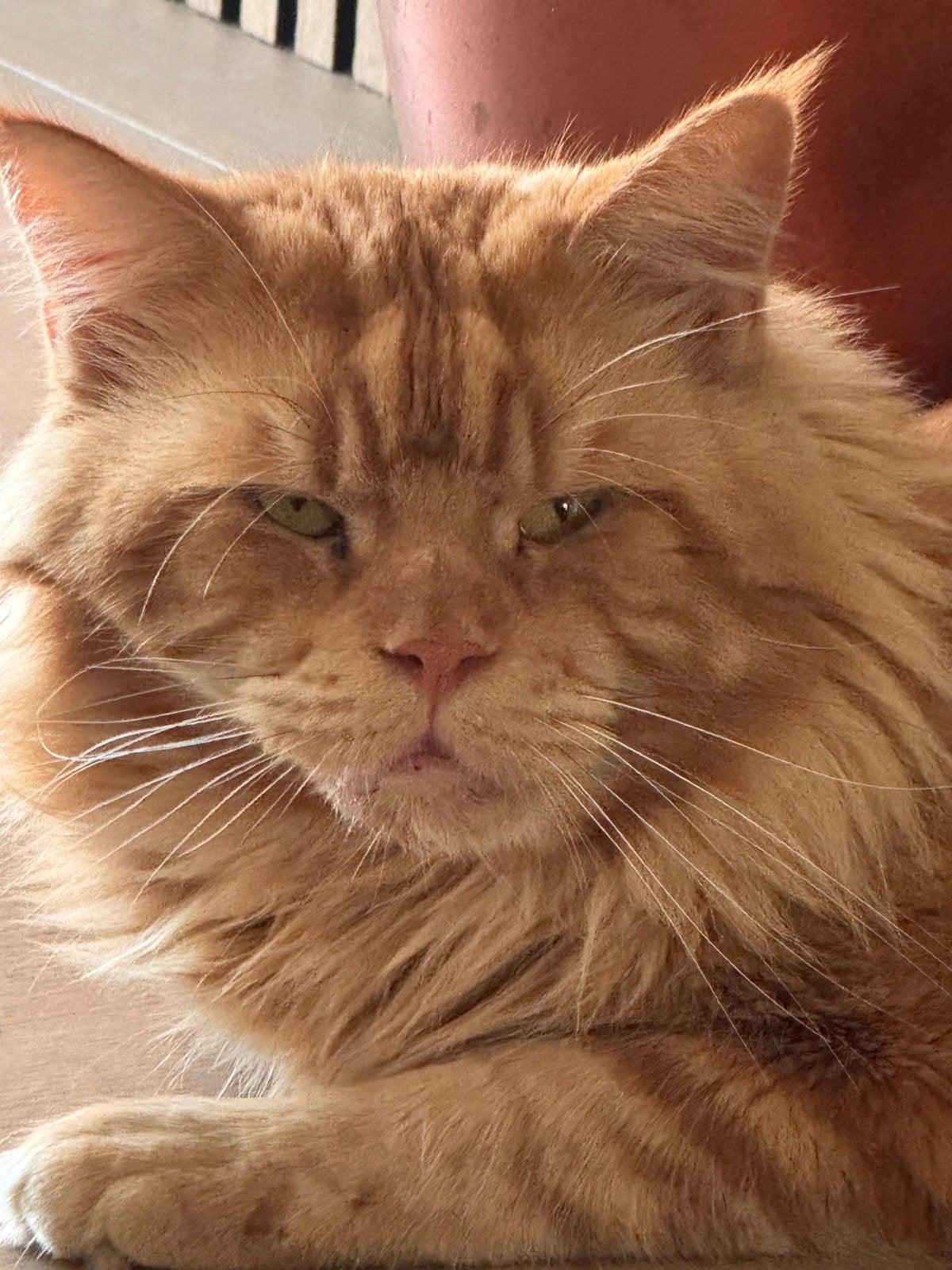 Dek kater happy niet te koop, Kater