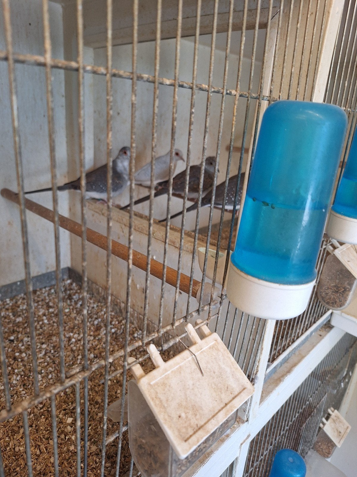 witstuit pastel grijze diamandduif en iets bonte diamandduif, Dieren en Toebehoren, Meerdere dieren, Tropenvogel, Geringd