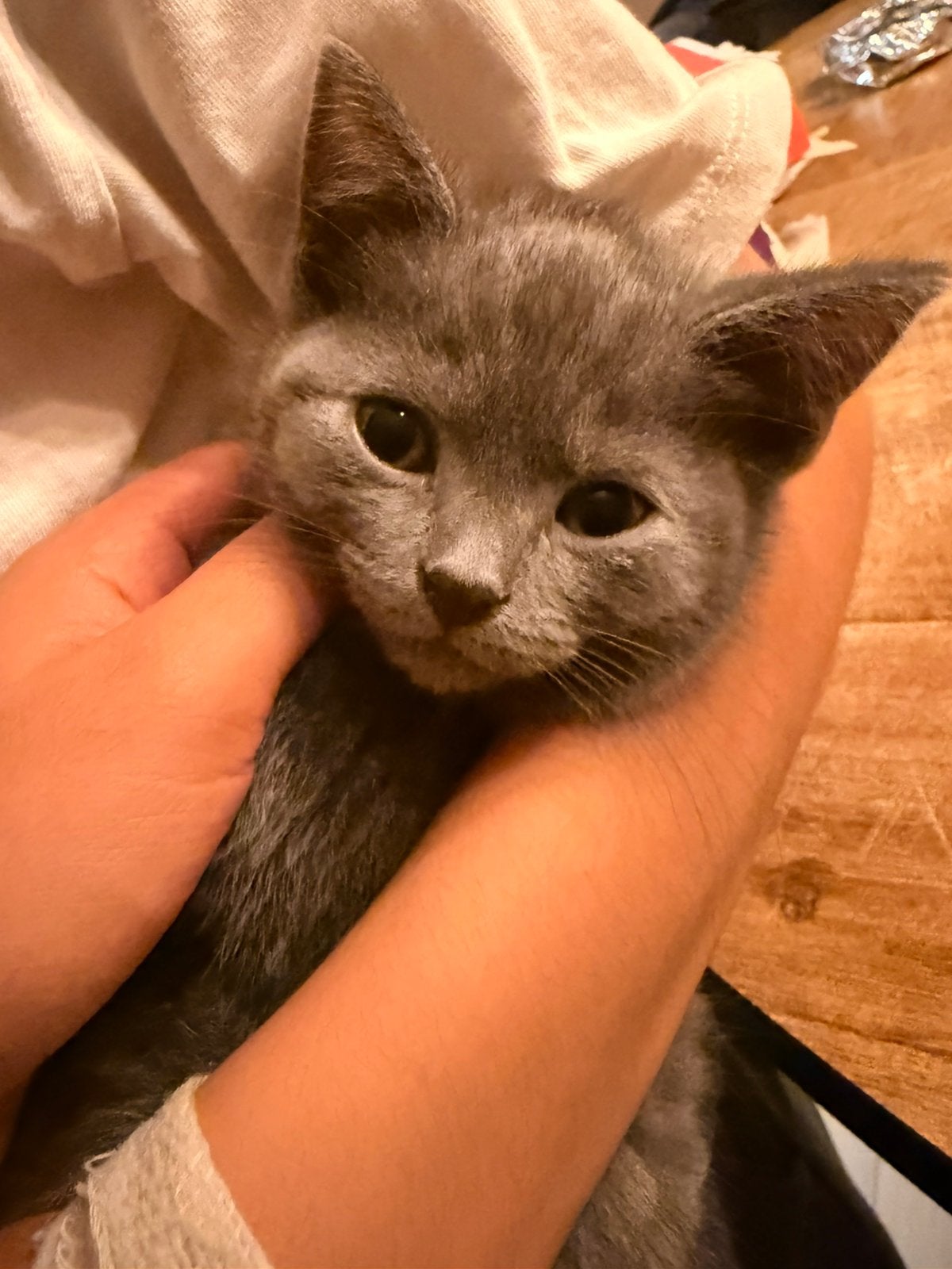 Britse Korthaar x Blauwe Rus - kittens zoeken gouden mandje, Dieren en Toebehoren, Poes, Ontwormd, 0 tot 2 jaar