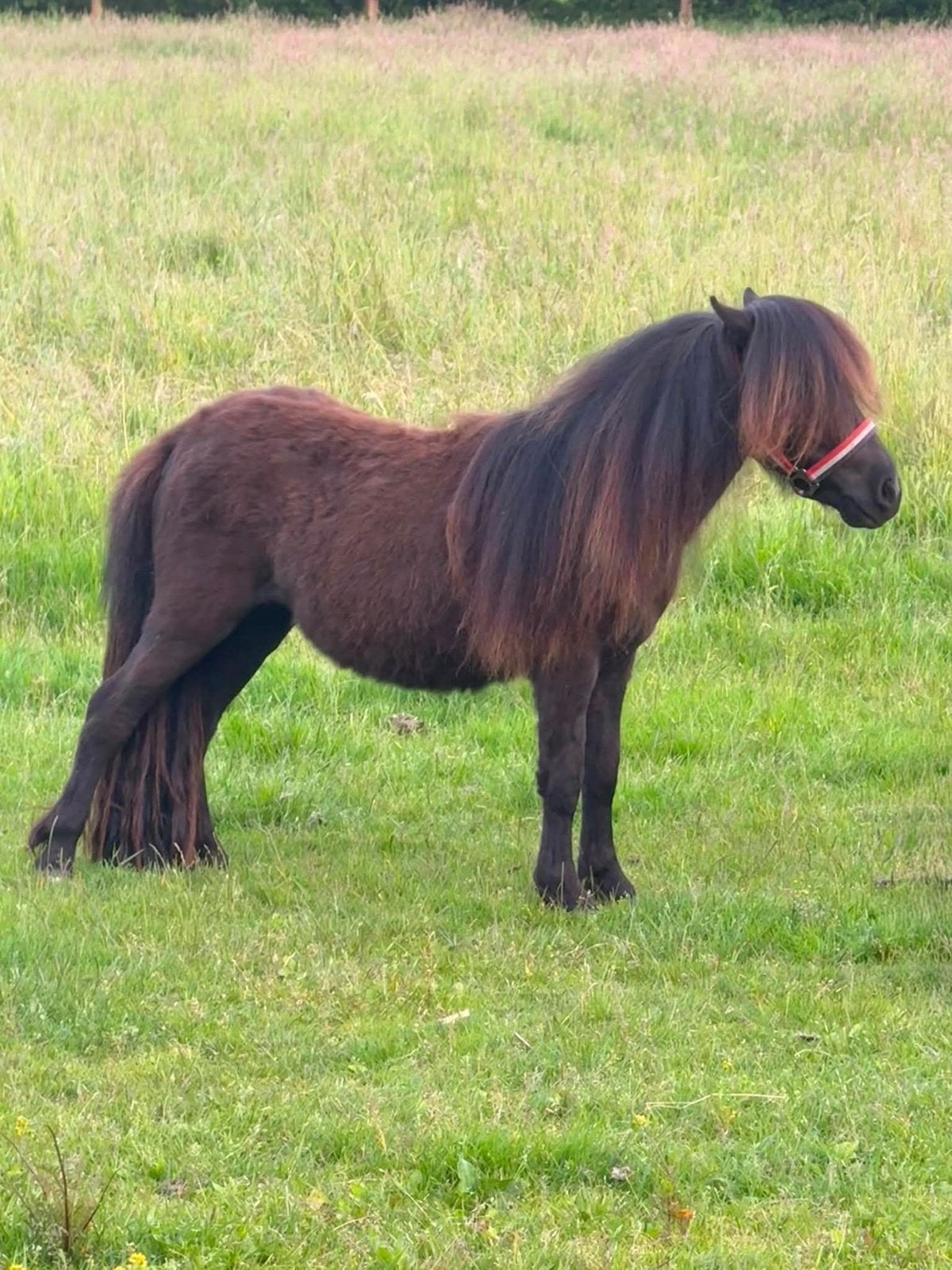 Kwaliteitsvolle mini shetlandmerrie., Merrie, 0 tot 2 jaar