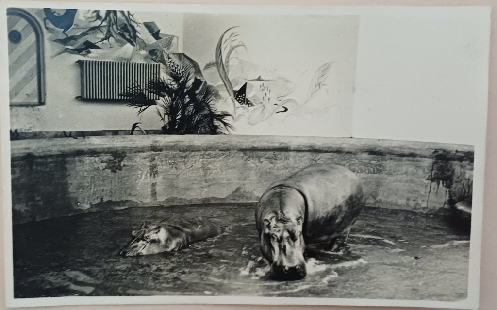 ansichtkaart Rotterdam, Ophalen of Verzenden, 1940 tot 1960, Zuid-Holland