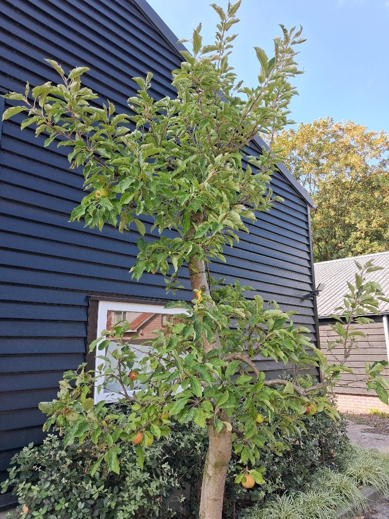 Karakteristieke oude Appelboom Elstar €165,-, Tuin en Terras, Planten | Fruitbomen, Lente, Volle zon, In pot, Ophalen of Verzenden