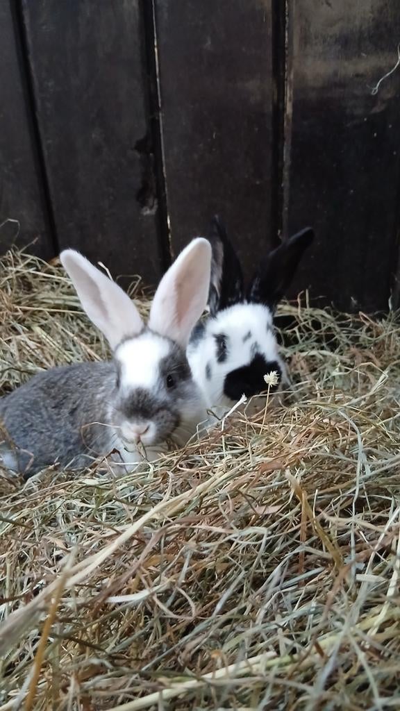 Mooie duitse Reus voedsters, Vrouwelijk, Groot