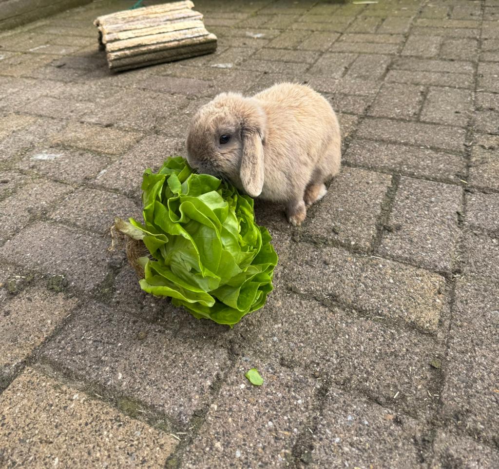Mini hangoor, Dieren en Toebehoren, Augustus, Vrouwelijk, Overige typen
