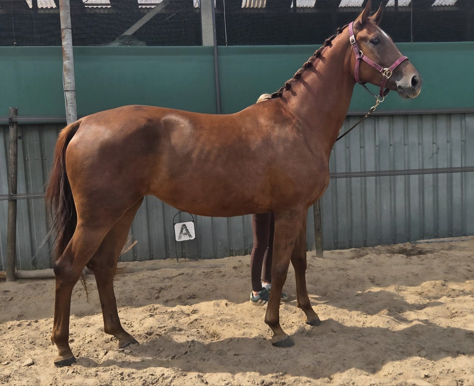 prachtige 3 jarige filou x kreator merrie, Dieren en Toebehoren, Paarden, Merrie, Recreatiepaard, 3 tot 6 jaar