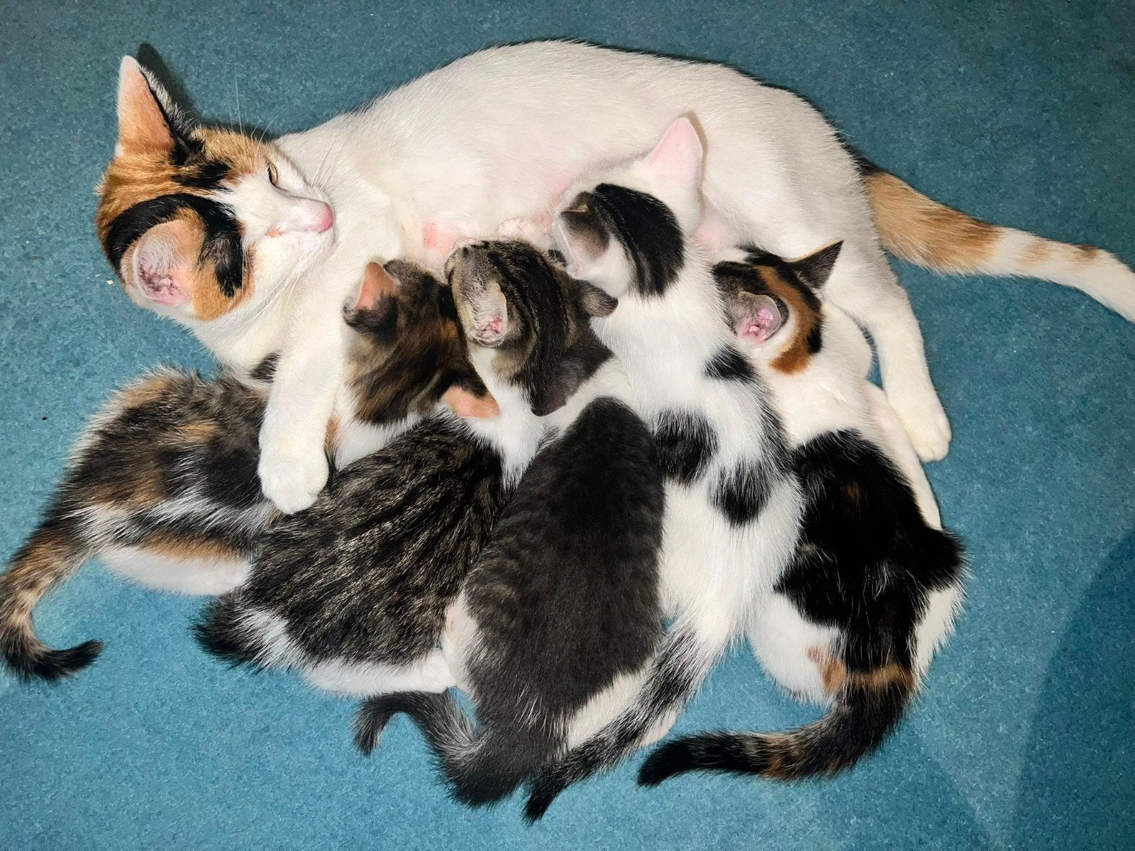 Nog 4 lieve kittens; lapjes, grijze cyper, grijs/zwart witte, Dieren en Toebehoren, Katten en Kittens | Overige Katten, Meerdere dieren