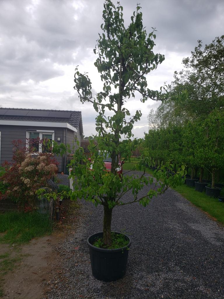 Perenboom oude fruitbomen, Lente, Volle zon, Ophalen of Verzenden, 250 tot 400 cm