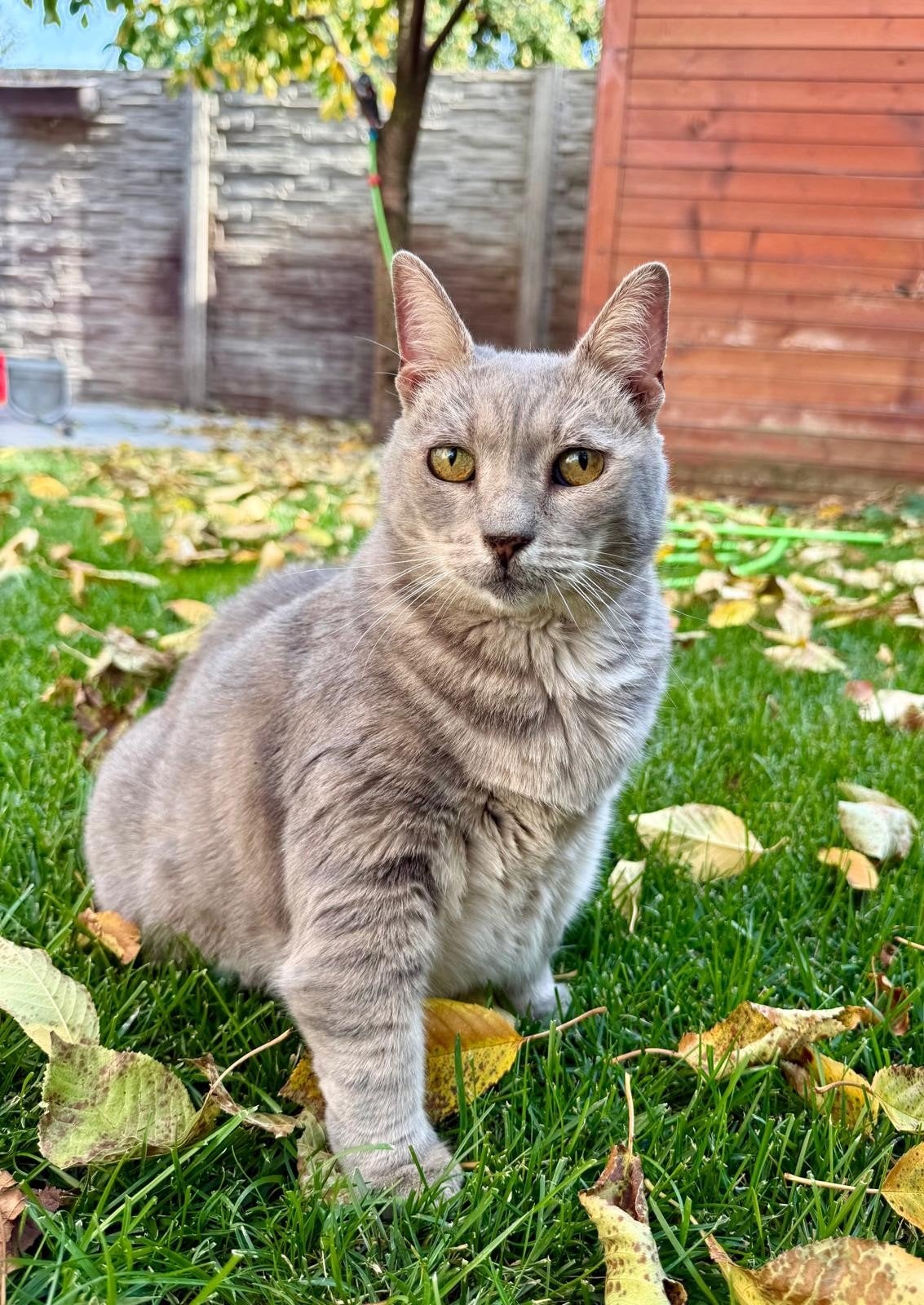 Gastgezinnen gezocht voor katten/kittens, Poes