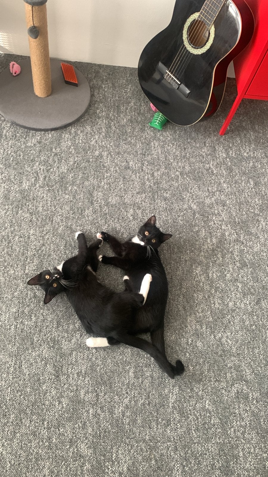 Twee geweldige kittens, Dieren en Toebehoren, Poes, Kortharig, 0 tot 2 jaar