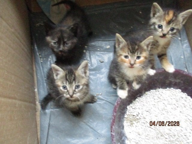 kittens boerderijpoesjes, Meerdere dieren, 0 tot 2 jaar