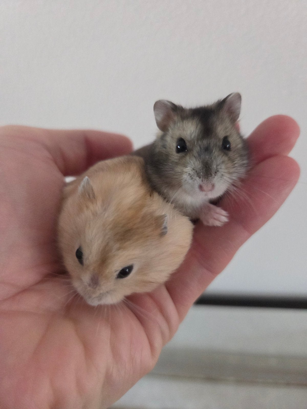 Tamme jonge dwerghamsters (met of zonder kooi naar keuze), Hamster, Augustus, Meerdere dieren, Tam