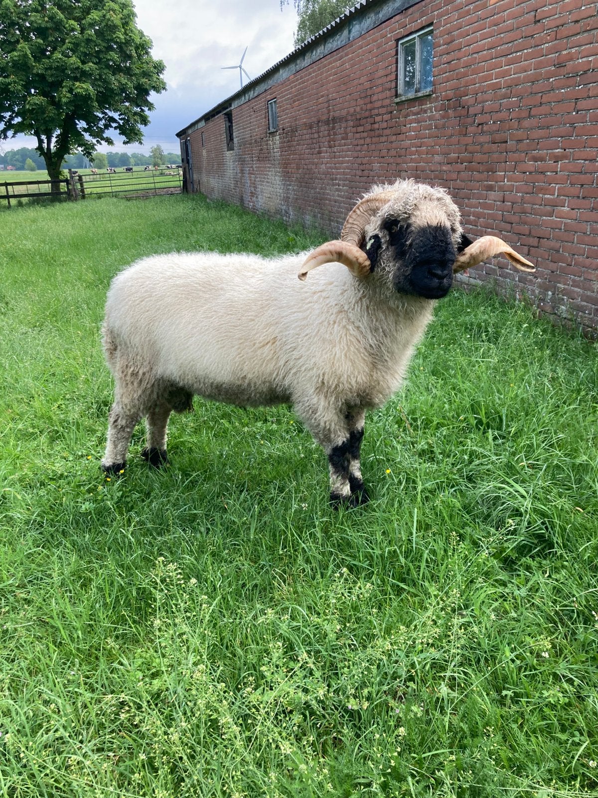 Walliser Schwarznase Ram, Mannelijk, Schaap, 3 tot 5 jaar