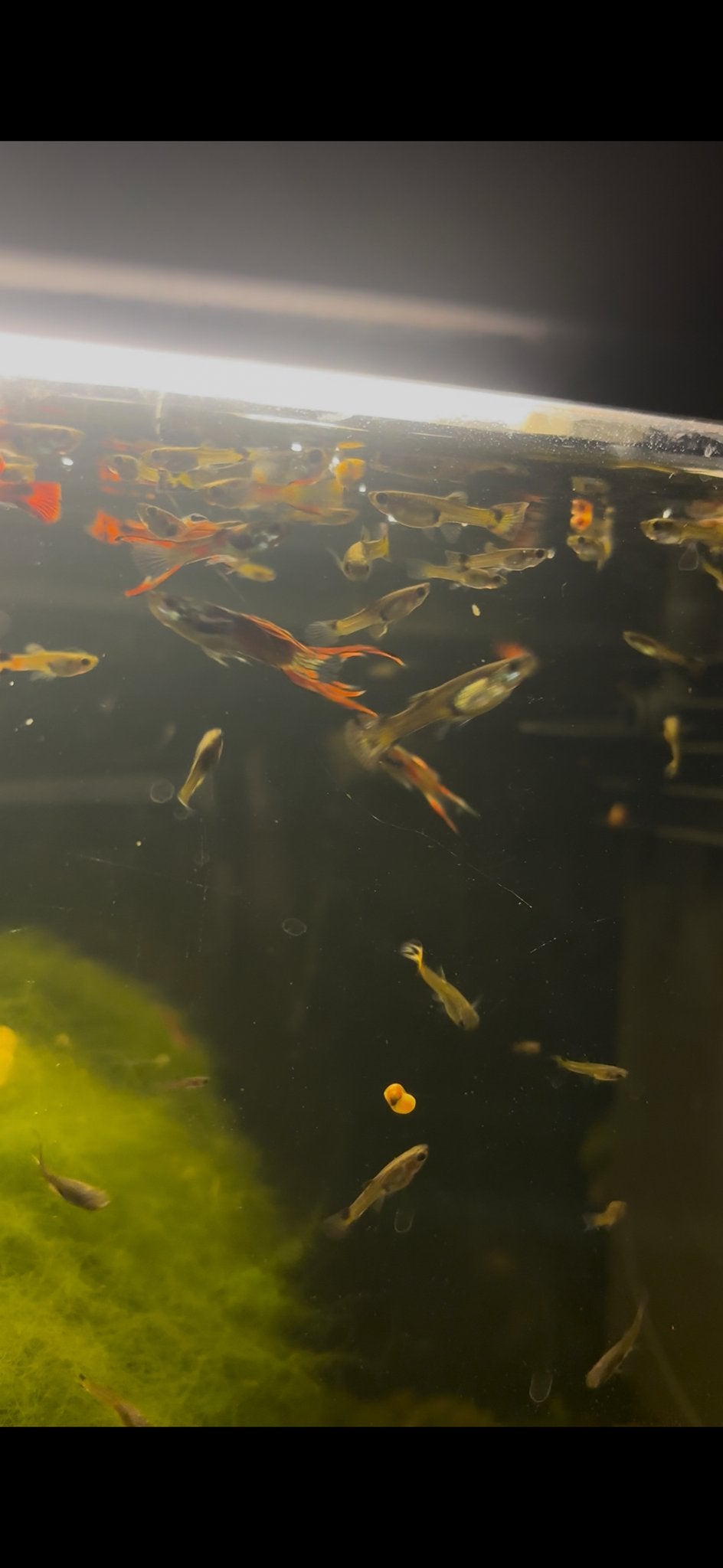 Gezonde mannelijke en vrouwelijke guppies