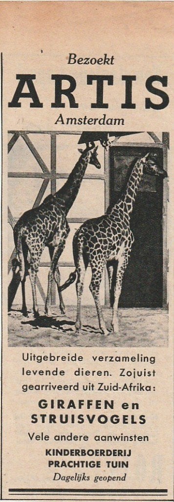 Retro reclame 1949 Artis dierentuin met de giraffes, Verzenden, Overige typen