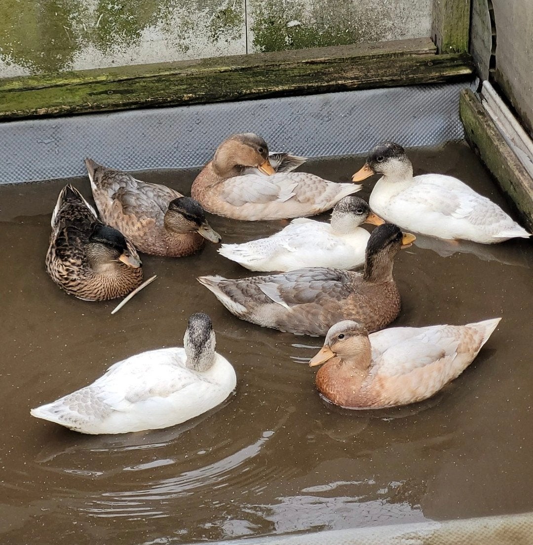 Kwakers, Dieren en Toebehoren, Pluimvee, Meerdere dieren, Eend