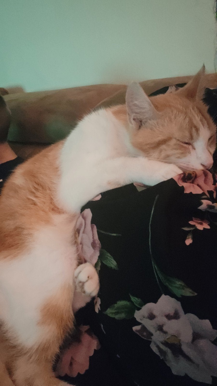 beauty kater 1 jaar, Dieren en Toebehoren, Kater, Kortharig, 0 tot 2 jaar