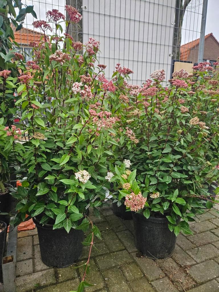 Viburnum Tinus: heester 120cm nu 30% korting, Tuin en Terras, Planten | Bomen, 100 tot 250 cm, Olijfboom, Zomer, Ophalen