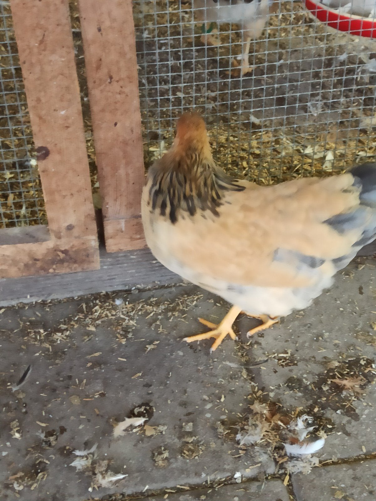wyandotte kriel 2026, Dieren en Toebehoren