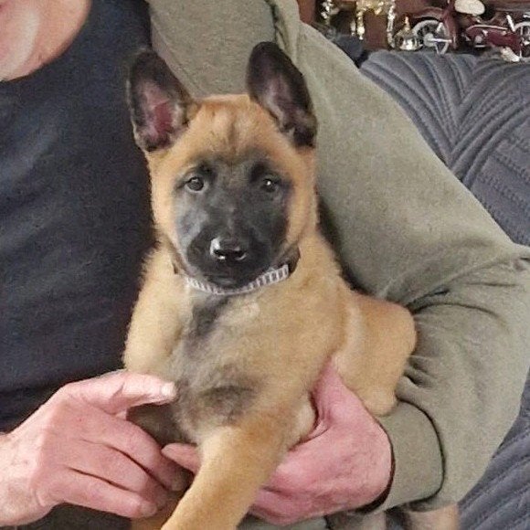 7 weken oud puppies Mechelaar werklijn/stamboom nog 1 reu 3, 8 tot 15 weken, Meerdere, Meerdere dieren, Herder