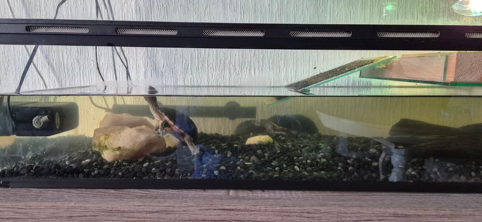 4 muskusschildpadden compleet met bak Turtle photo 7
