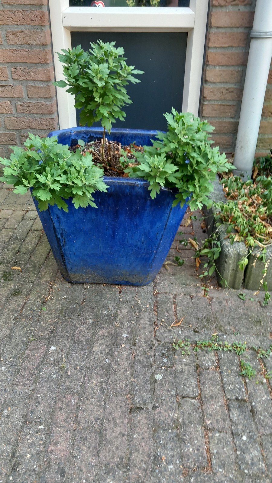 2 grote blauw geglazuurde bloempotten, Tuin en Terras, Ophalen, Steen, Minder dan 60 cm, Vierkant
