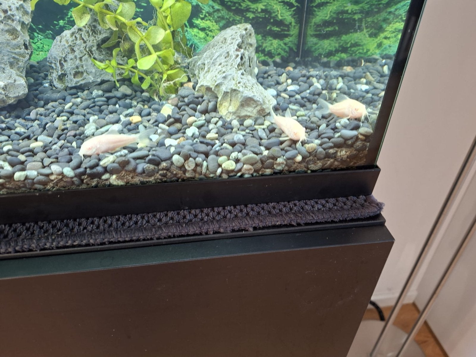 Corydora vissen, Dieren en Toebehoren, Vissen | Aquariumvissen, Vis