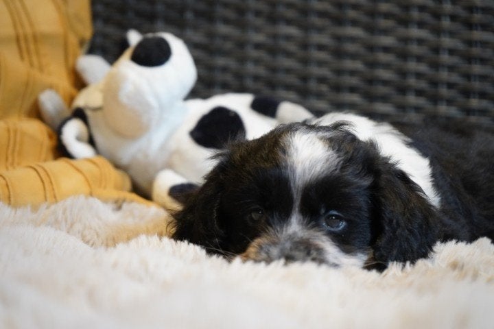 Stoere kruising welsh corgi x cocker spaniel pups., Dieren en Toebehoren, Nederland, Parvo, Overige rassen, 8 tot 15 weken