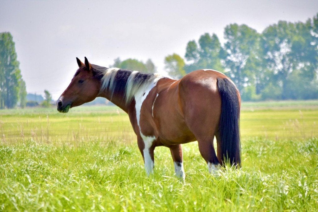 Paint(APHA) Quarter horses(AQHA), pleasure/allround, Dieren en Toebehoren, Paarden, Minder dan 160 cm, Met stamboom, Niet van toepassing