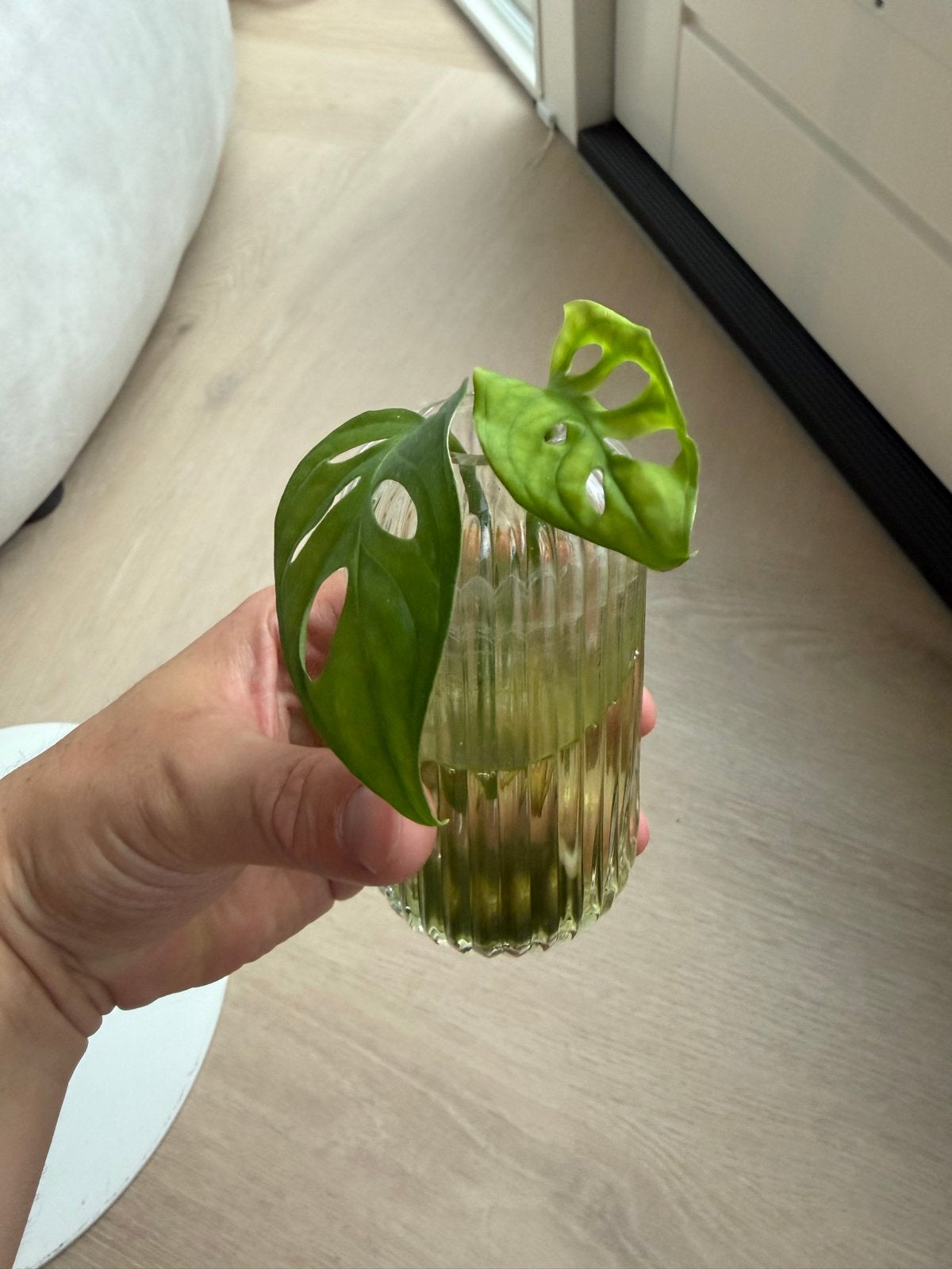Monstera Adansonii stekjes - Apenmasker plant, Huis en Inrichting, Kamerplanten, Overige soorten, Minder dan 100 cm, Groene kamerplant