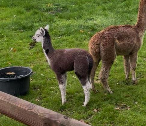 Alpaca lieve, nieuwsgierig Rogger, Mannelijk, Schaap