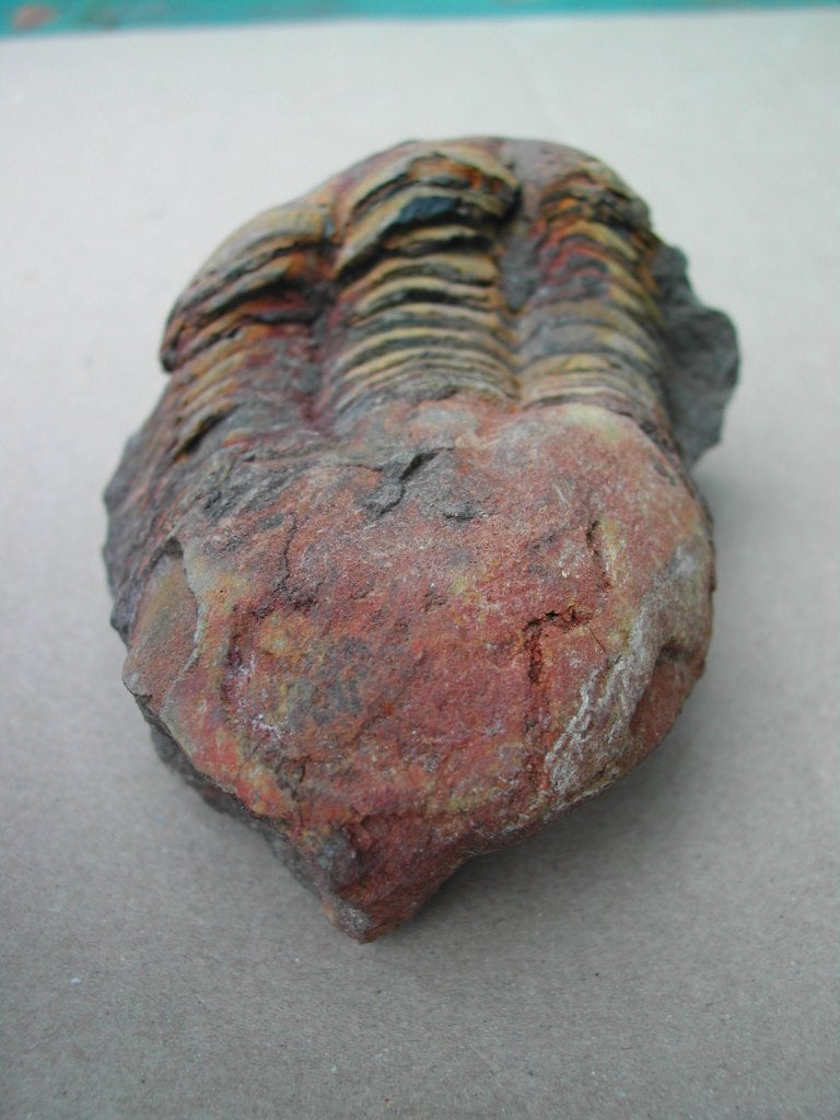 Trilobiet Ectillaenus benignensis, Ordovicium, Marokko, Verzenden, Fossiel