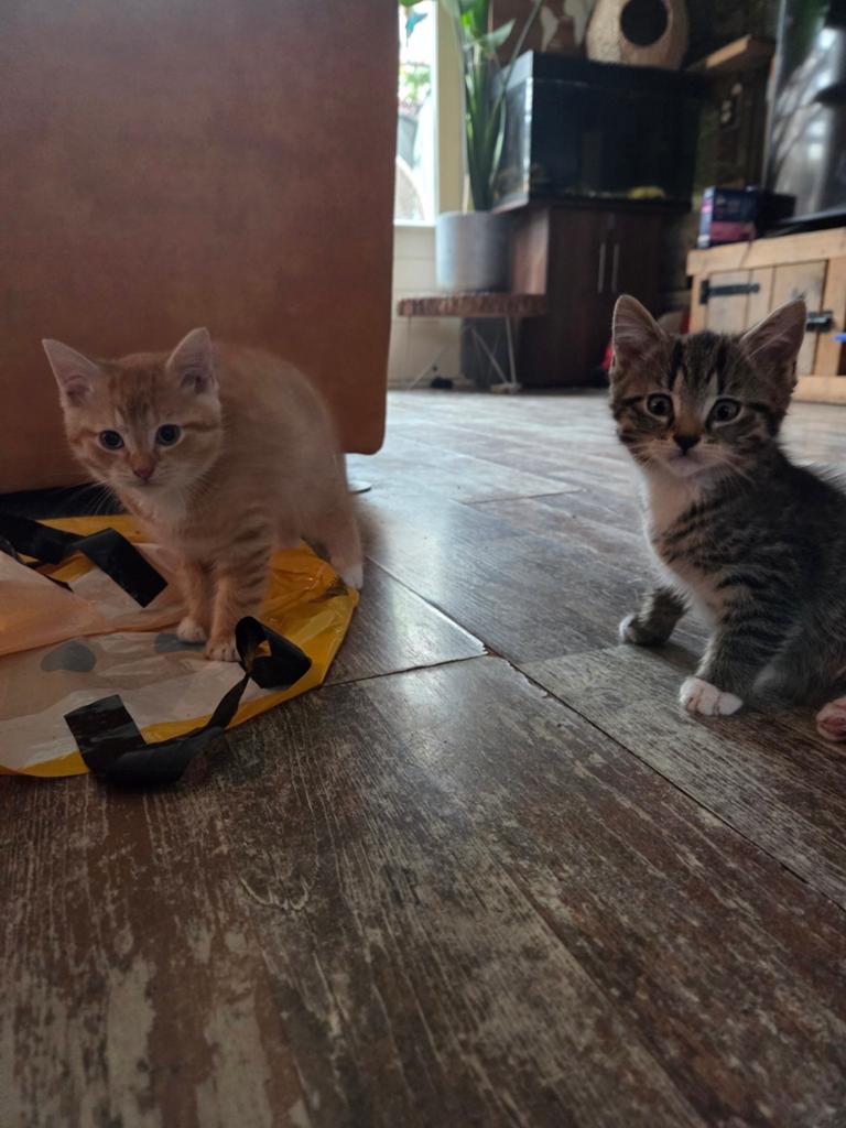 2 super leuke katertjes, Kater