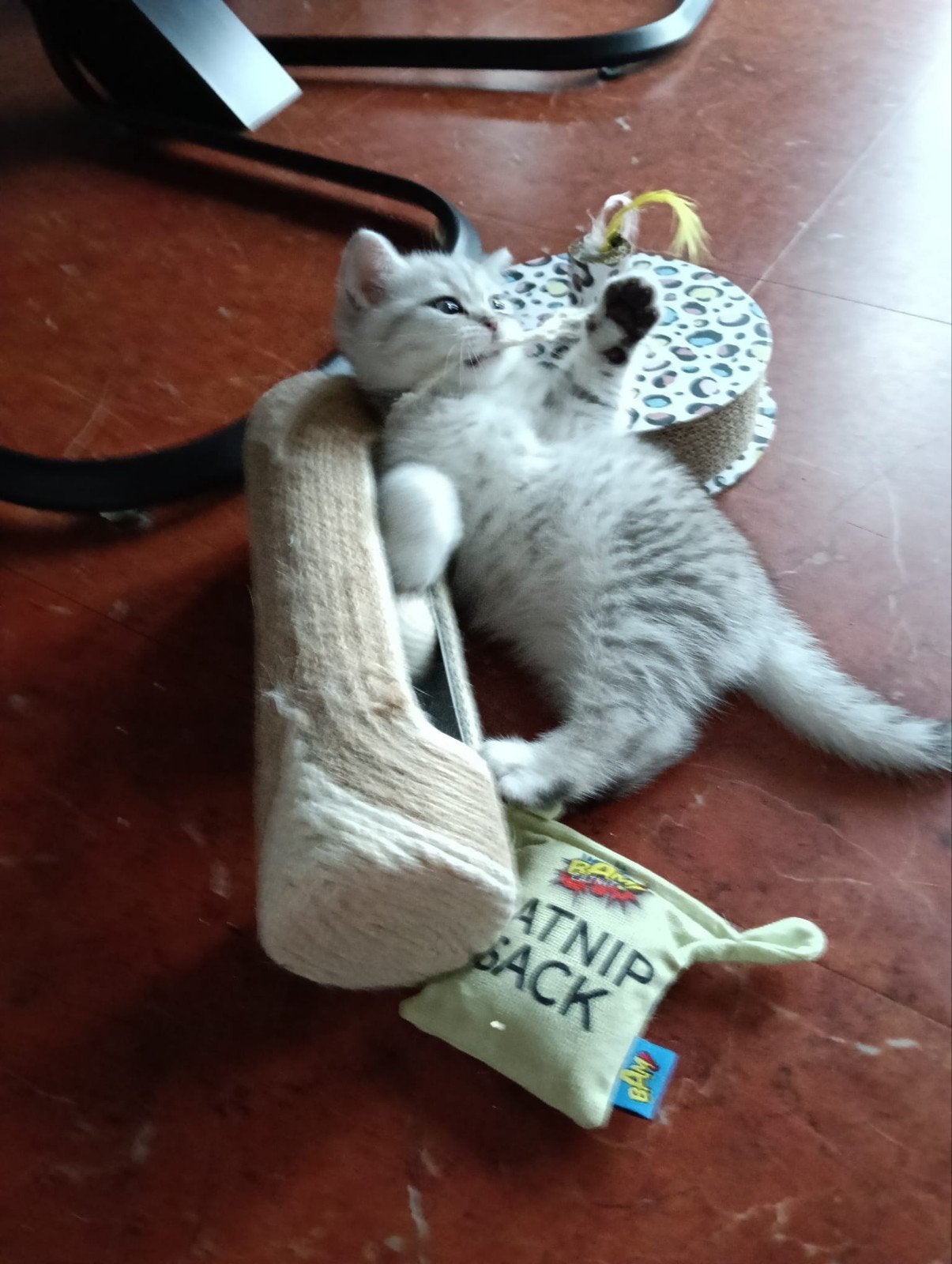 Raszuivere Britse Korthaar Kittens, Meerdere dieren, Ingeënt