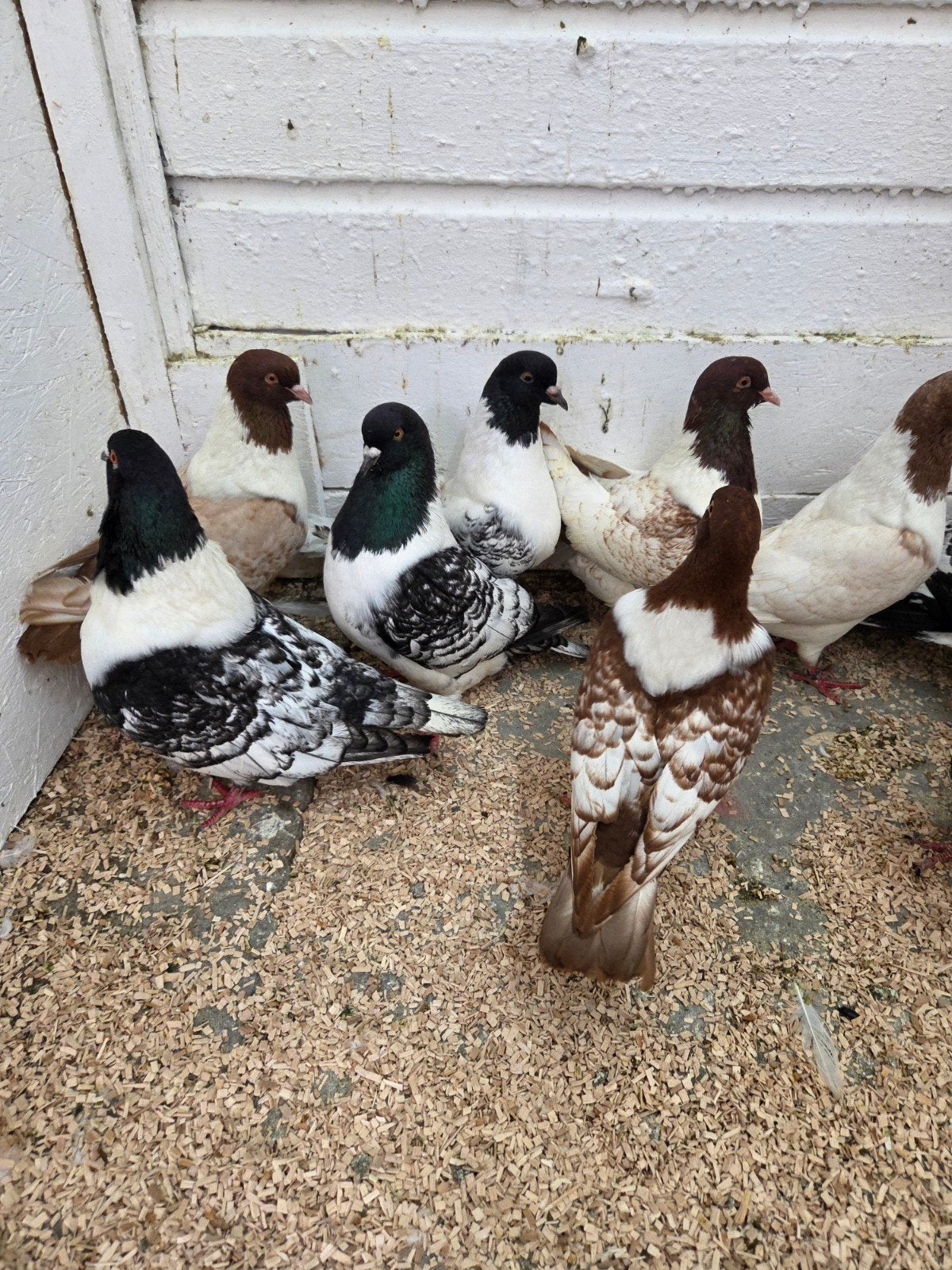 Mooie  moravische strassers, Dieren en Toebehoren, Meerdere dieren, Overige soorten