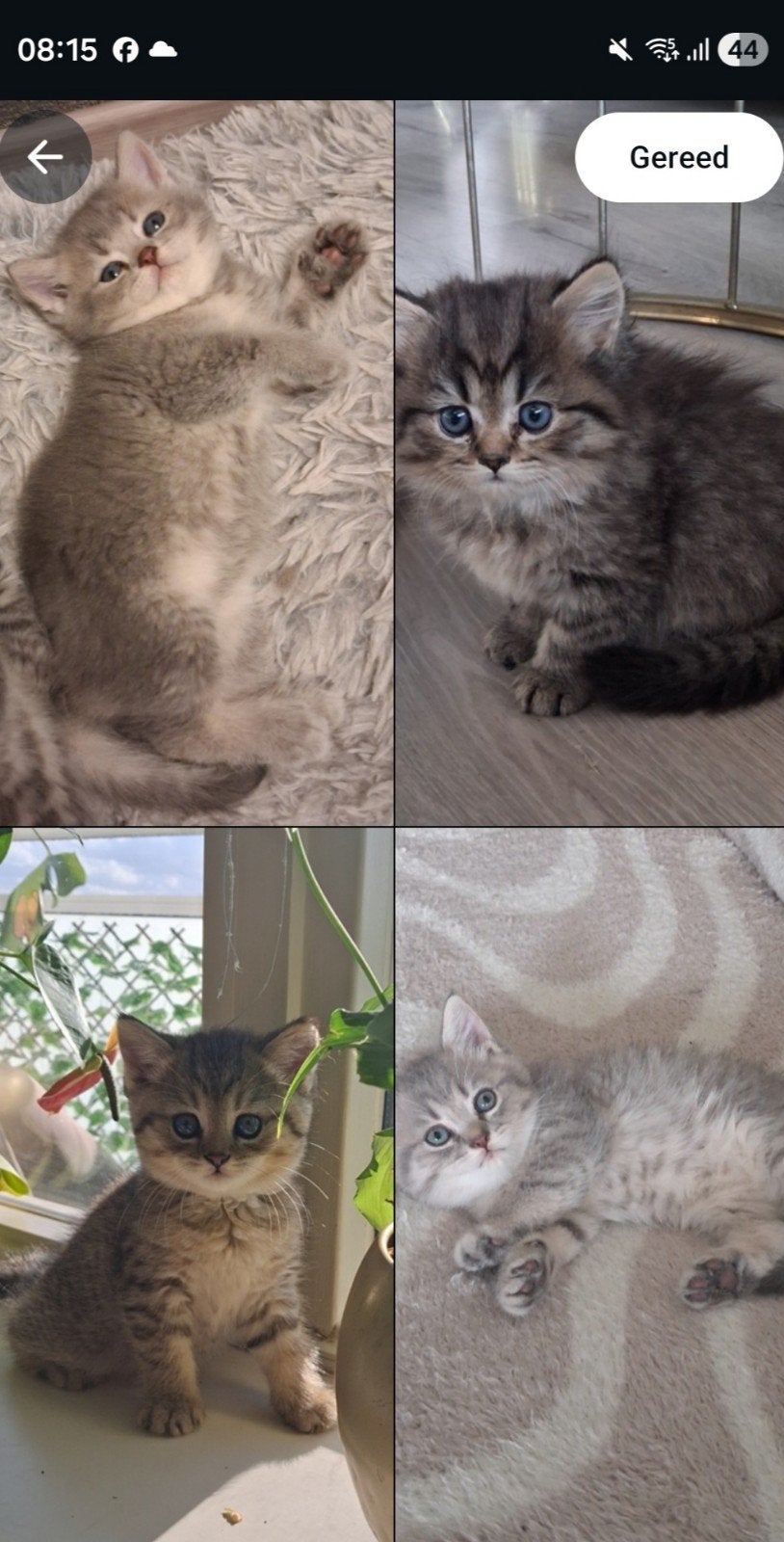 vier prachtige Britse Korthaar katten te koop, Kater, Ontwormd, 0 tot 2 jaar