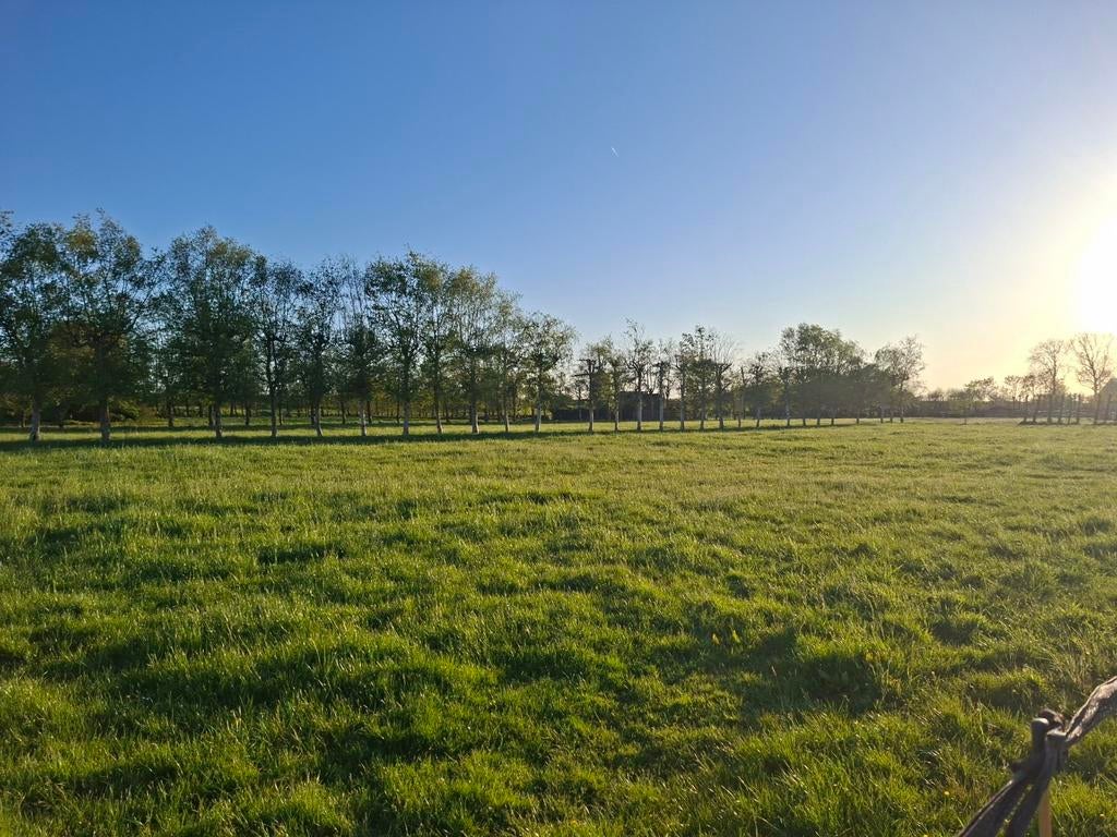 Opfok/stalling voor hengstenveulen., Weidegang, 1 paard of pony
