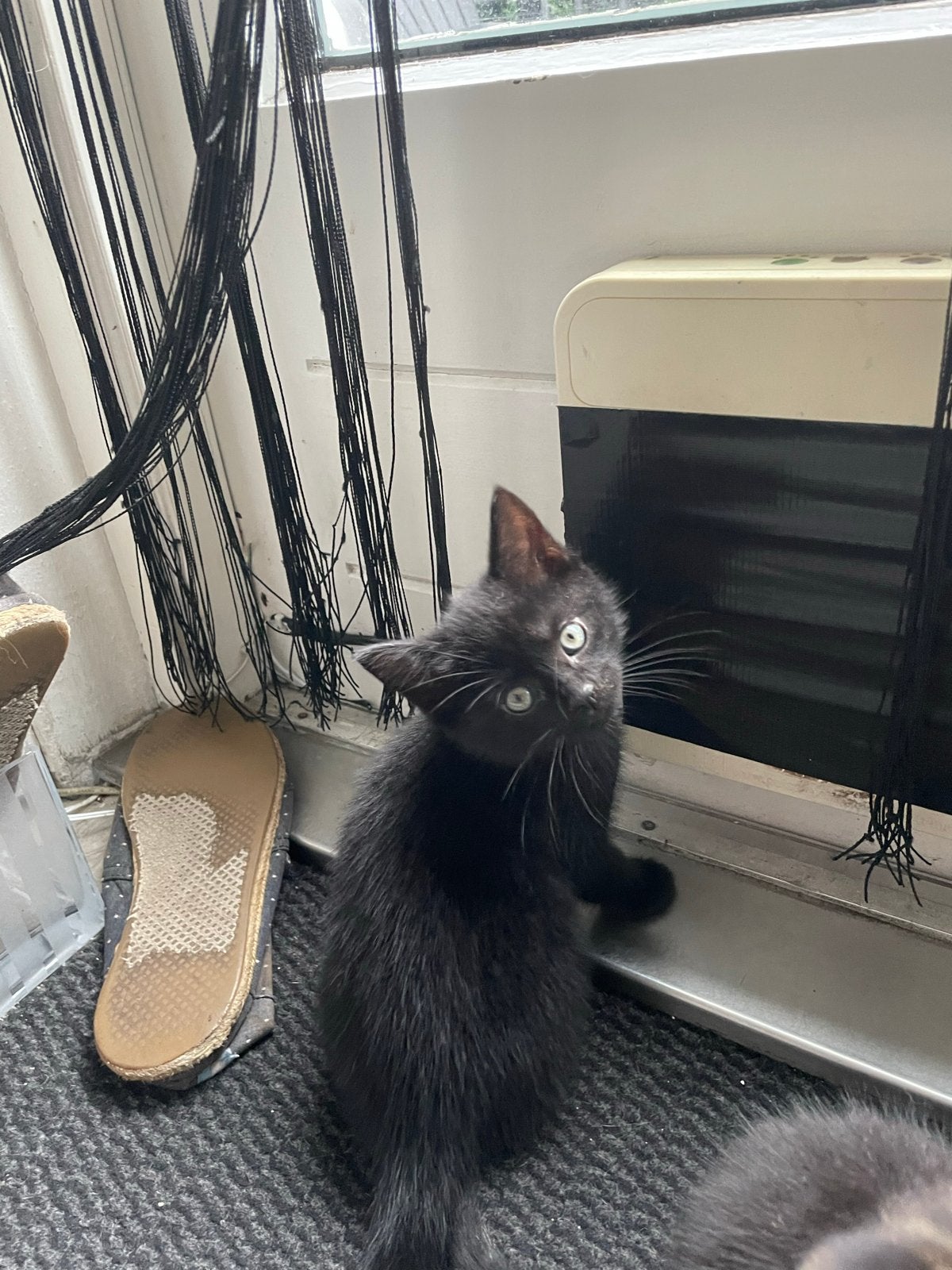 Kitten te koop, Dieren en Toebehoren, Katten en Kittens | Overige Katten, Poes