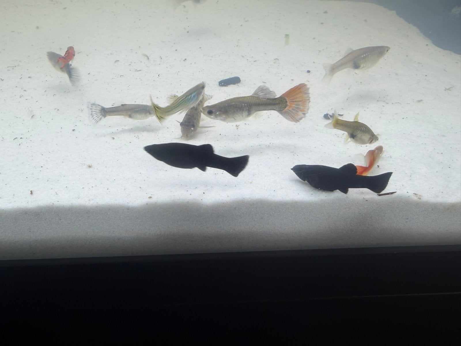 Volwassen guppy’s, Vis, Zoetwatervis, Schoolvis