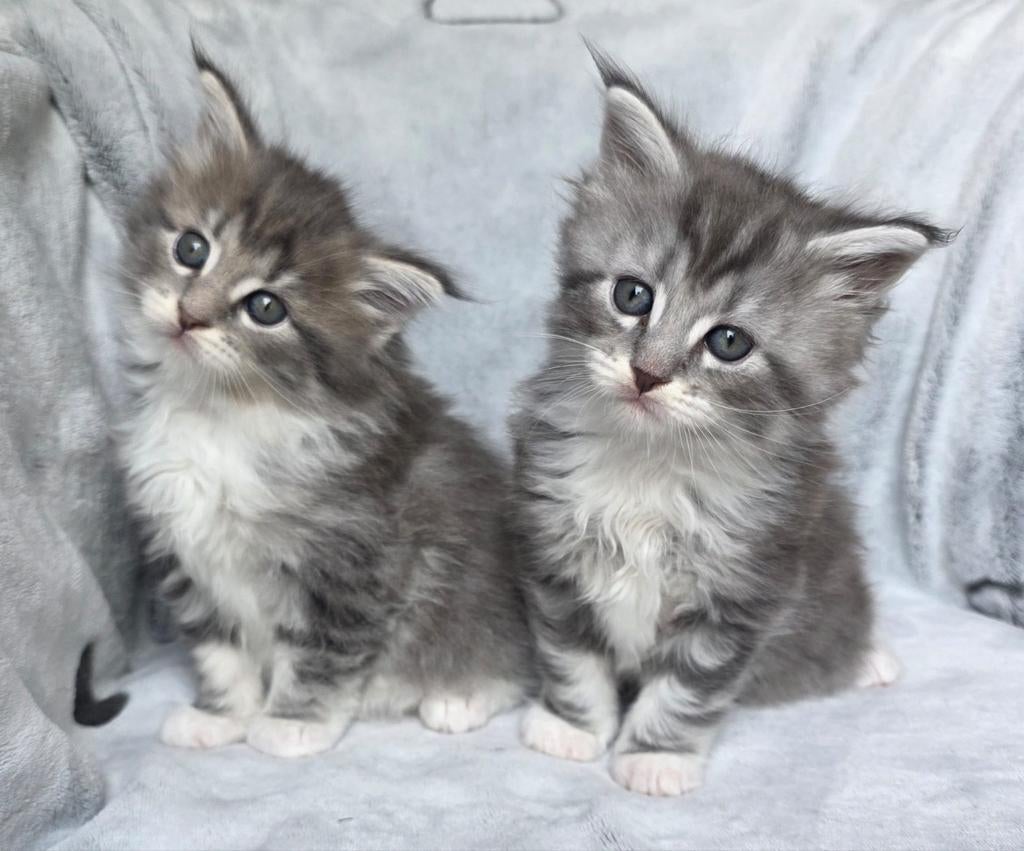 Maine Coon Kittens, Meerdere dieren, Gechipt