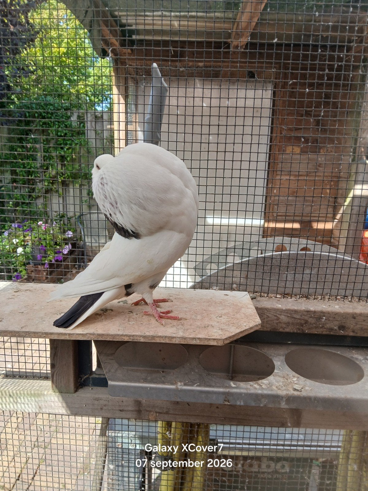 puitduif staandeduif, Dieren en Toebehoren