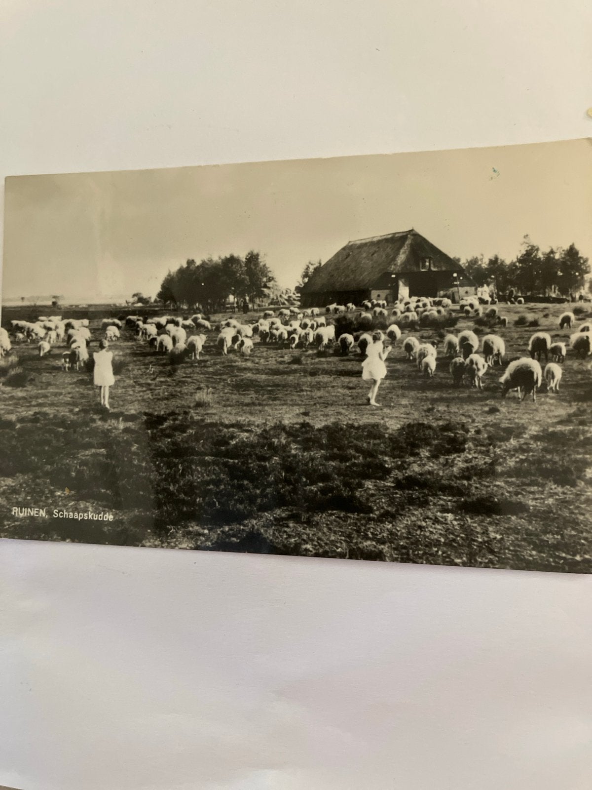 Oude Ansichtkaart Ruinen, Schaapskudde (Gelopen), Ophalen of Verzenden, 1940 tot 1960, Gelopen, Drenthe