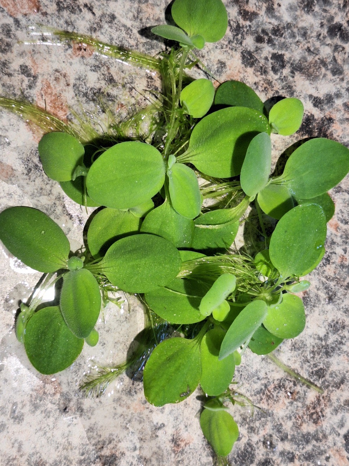 aquariumplanten, waterplanten, vissen, planten, Ophalen, Plant(en), Steen of Hout