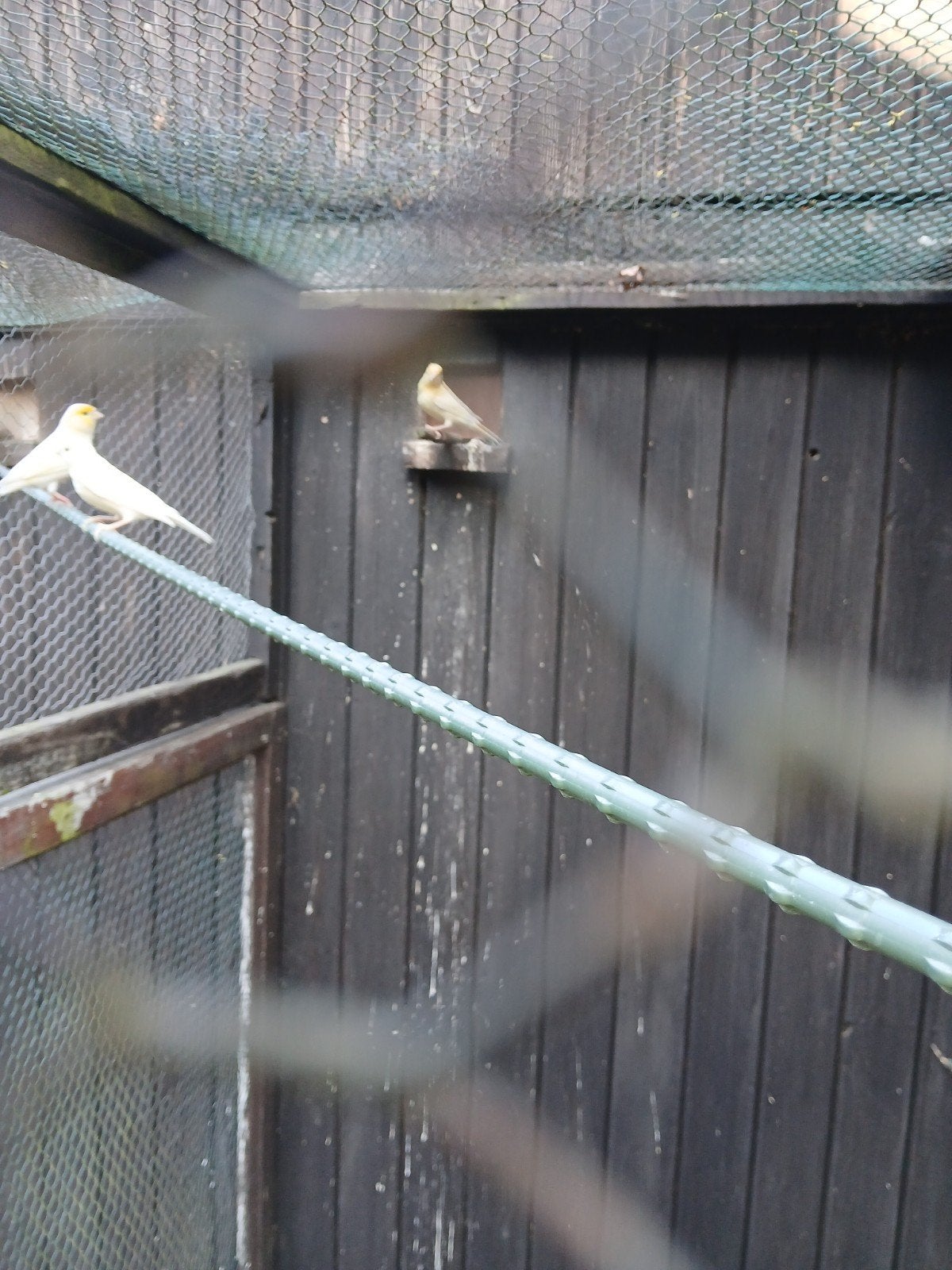 Tk geel mozaïek kanarie man van 2026 15 euro, Dieren en Toebehoren, Vogels | Kanaries, Mannelijk, Kleurkanarie