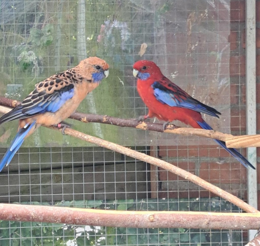 Koppel pennant rosella's, Meerdere dieren, Parkiet, Geringd