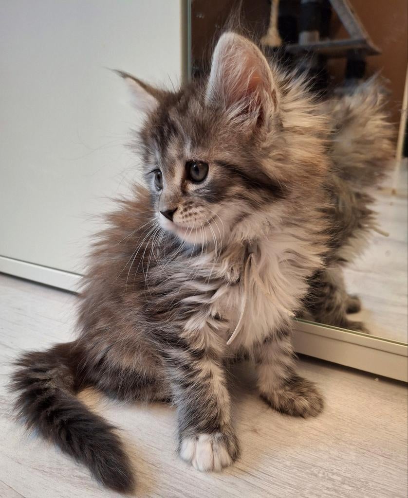 Maine Coon kitten 🐈‍⬛donker grijs 🩷 BESCHIKBAAR, Dieren en Toebehoren, Poes, Ontwormd, 0 tot 2 jaar